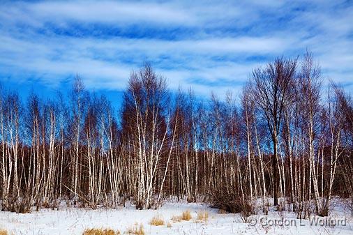 Birch Grove_13912.jpg - Photographed at Ottawa, Ontario - the capital of Canada.